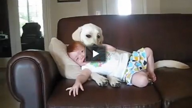 Il cane che fa il solletico alla bambina