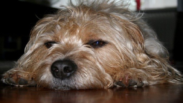 Cane semi addormentato