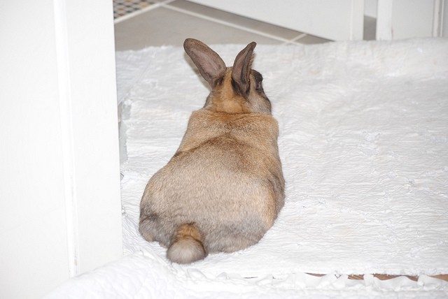 Coniglio neve
