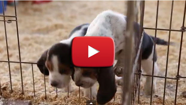 cuccioli bassett hound