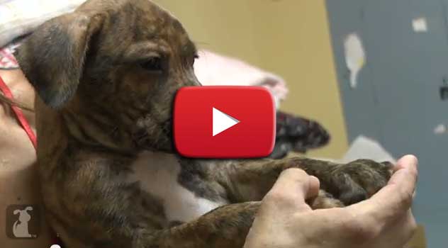 Video cucciolo assonnato