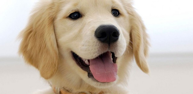 La ballata della cagna, una straziante poesia di Esenin