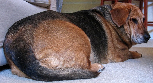 Dog fat