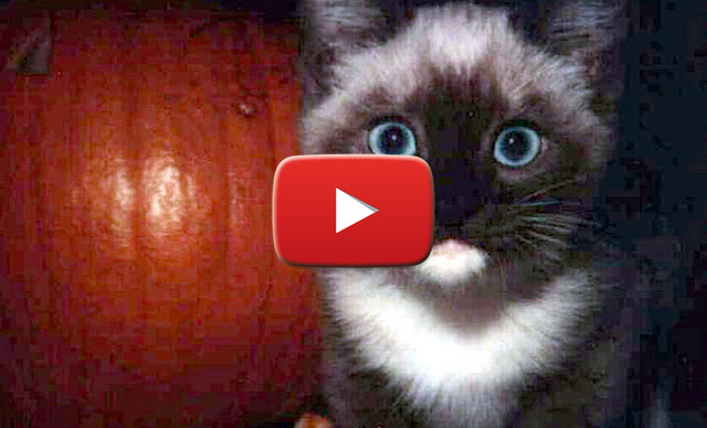 Gli "spaventosi" gattini di Halloween