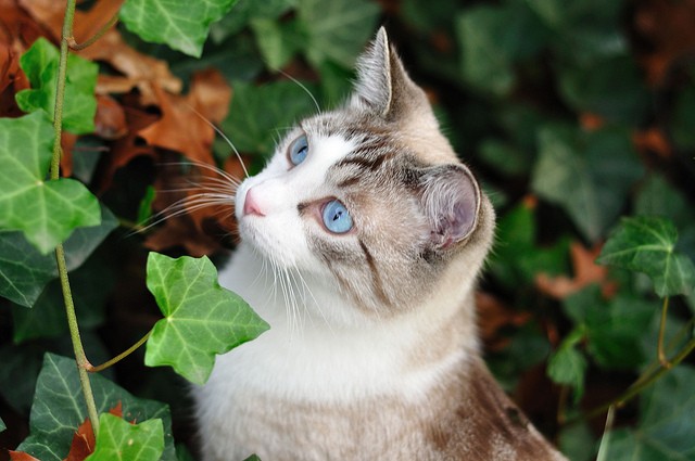 Il gattino e le foglie che cadono in una delicata poesia