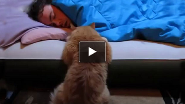 Il gatto che ti fissa mentre dormi