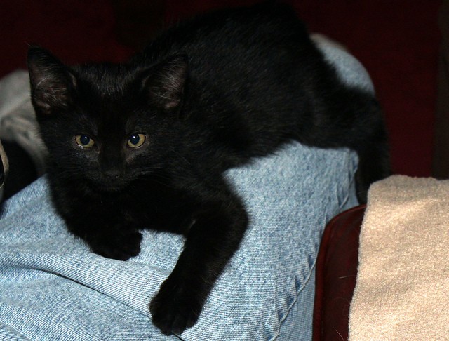 Gatto gamba