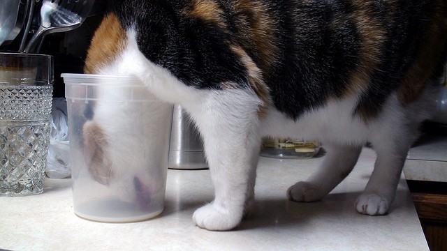 Gatto latte