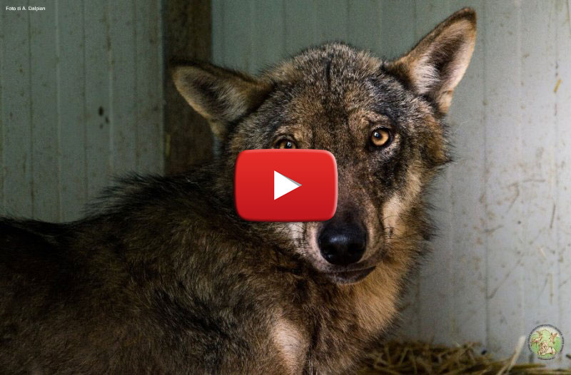 Lilith, la lupa malata che ha commosso il web, è tornata libera