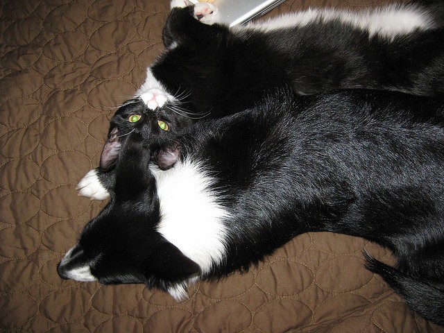 Cane gatto bianconero