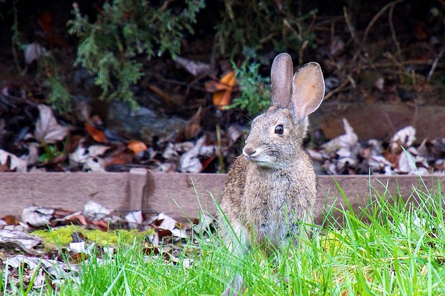 Coniglio in giardino