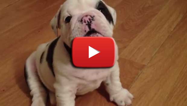 Un cane "arrabbiato" che sa come incutere timore... forse!