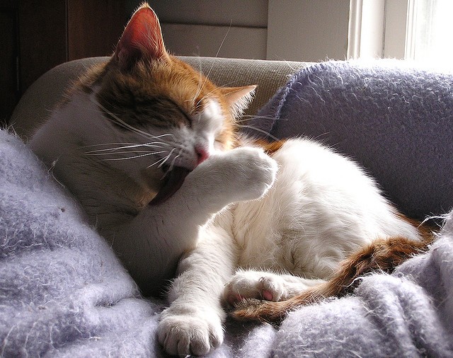 Per i poeti l'alba è come un gatto che si lava con la zampa