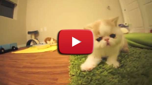 Il gattino che abbaia alla telecamera