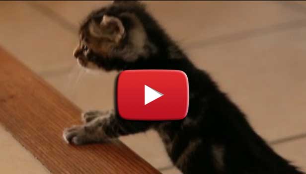 Video gattini che salgono le scale