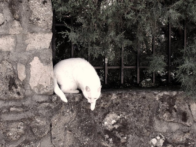 Gatto bianco
