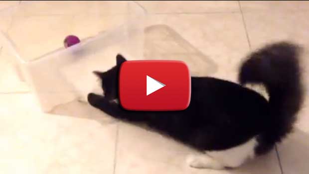 Il gatto e la pallina "stregata"