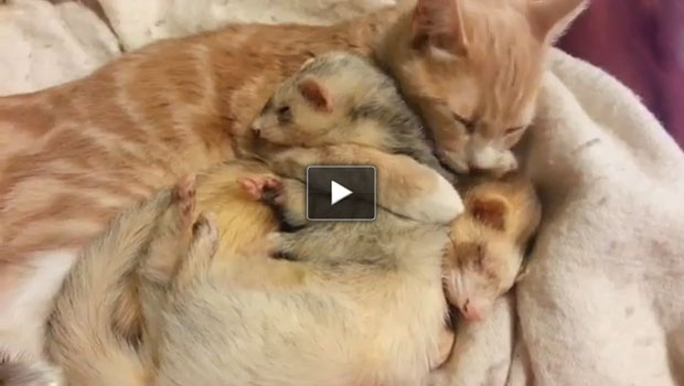 Il gatto e i furetti amici per la pelle