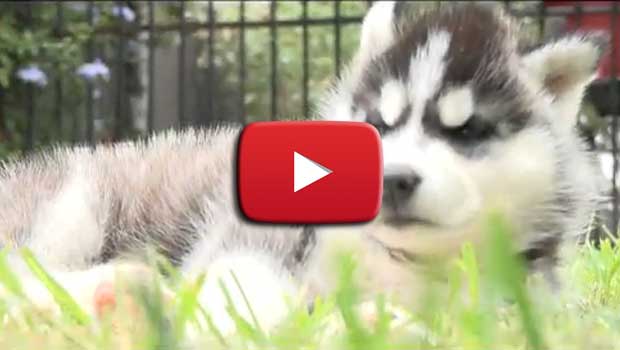 "Wake me Up" in versione cuccioli