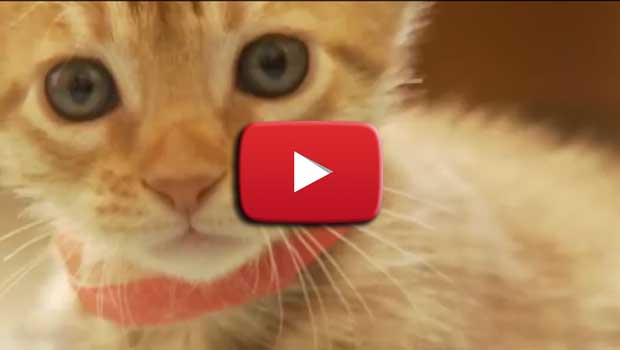 Come tenere impegnato un gattino