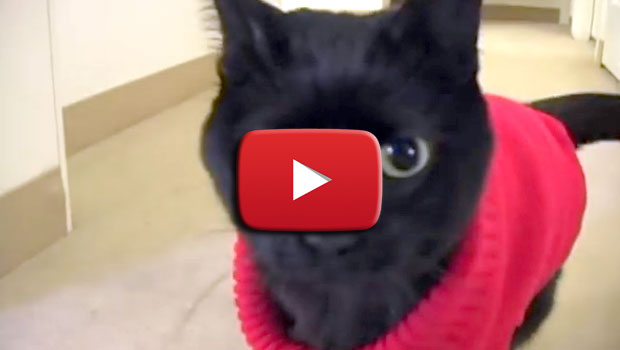 Il Natale e lo sguardo di un gatto felice per le nostre attenzioni