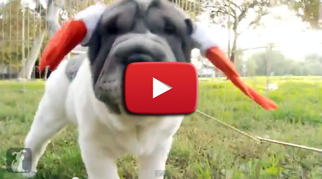 E se a trainare Babbo Natale fossero dei cani?