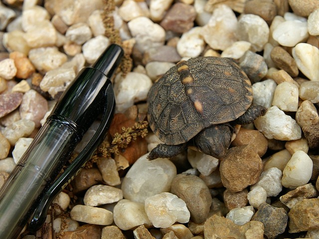 Baby tartaruga