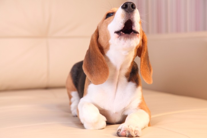 Cosa fare se il tuo cane abbaia di notte e disturba il condominio