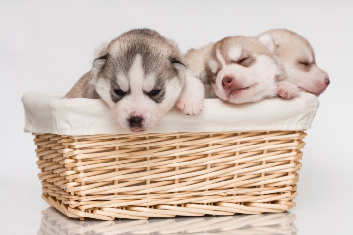 Il mese del cucciolo, per imparare a prendersi cura dei propri cagnolini