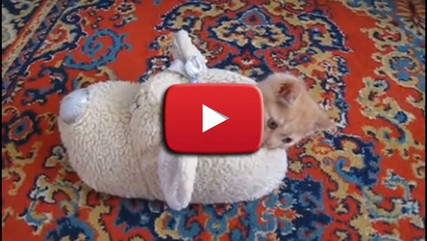 Un gattino si addormenta in una pantofola