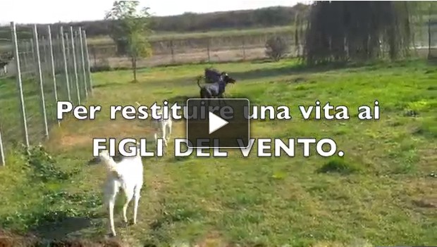 Aiutiamo i levrieri