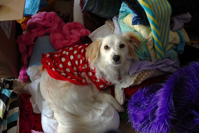 Abbigliamento per cani online