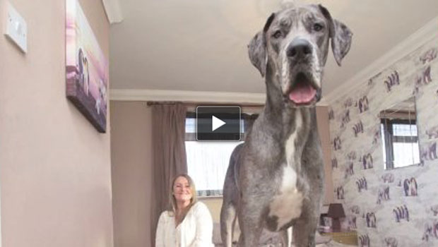 Freddy, il cane più alto della Gran Bretagna