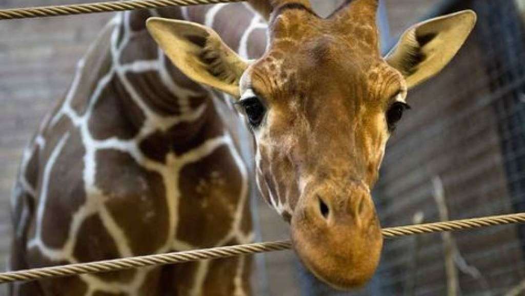 Una giraffa