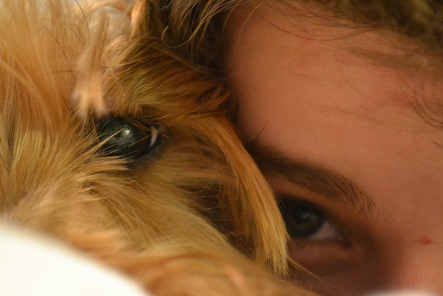 Animali e chiese, quale rapporto?