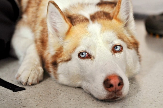 Come pulire gli occhi dei cani?