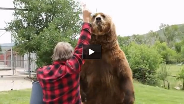 Come sarebbe avere un orso grizzly come pet?
