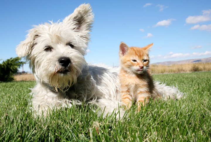 Pets Economy