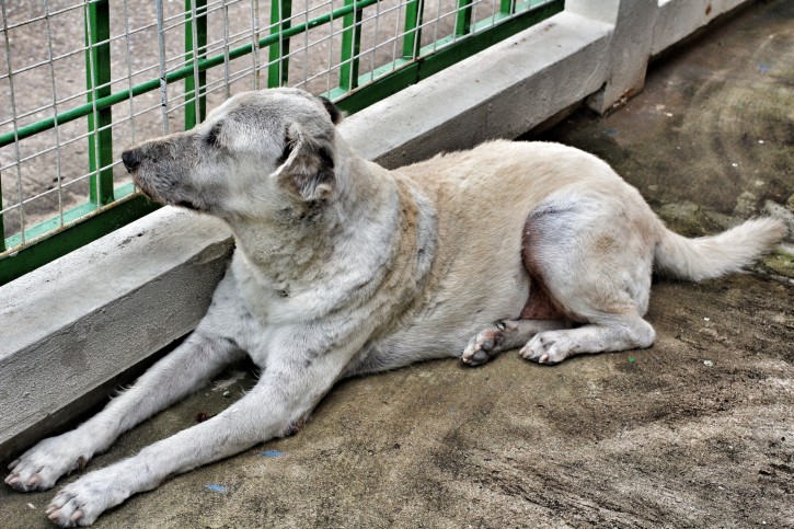 Adottare un cane dal canile: alcuni suggerimenti pratici