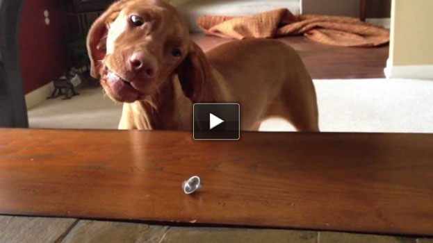 Il bracco che non sopporta l’anello di fidanzamento