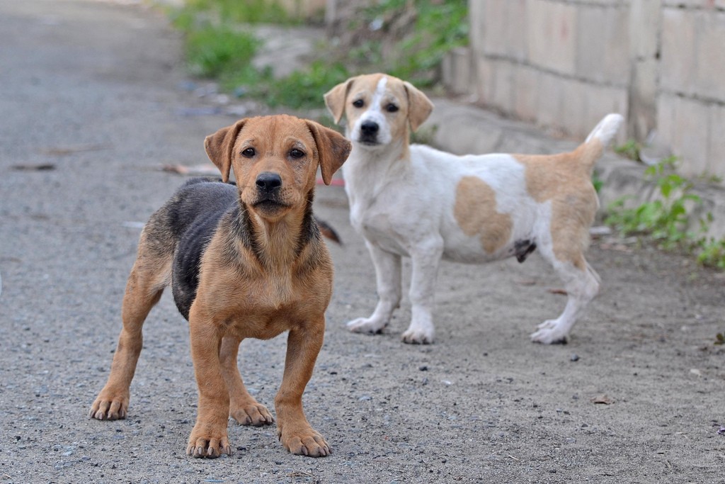 Nasce il primo banco alimentare per cani e gatti