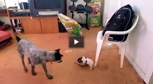 Il cagnolino coraggioso che difende la propria ciotola