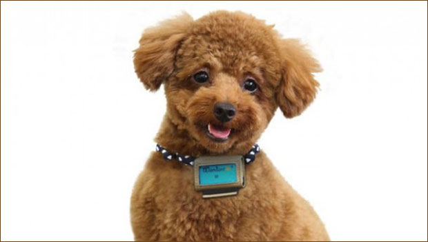 Il contapassi cainno per capire se Fido si muove abbastanza