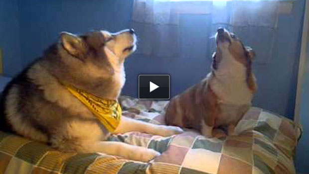 L’husky e il corgi che cantano insieme