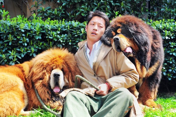 Il cucciolo di mastino tibetano venduto per un milione e mezzo di euro