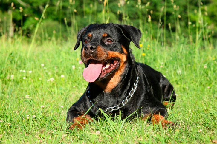Il carattere dei cani di razza Rottweiler