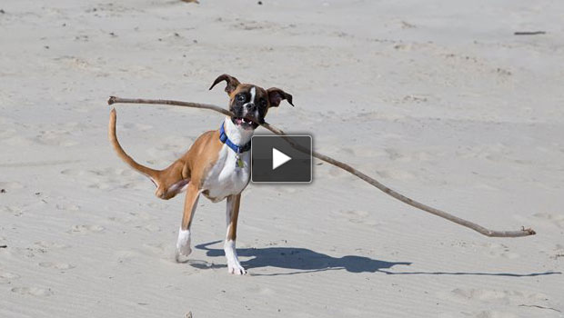 La corsa del cane a due zampe che fa commuovere il mondo