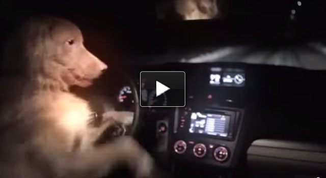 Il cane che letteralmente ruba l'auto