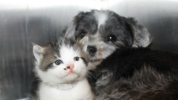 La cagnolina che salva il gattino in un burrone