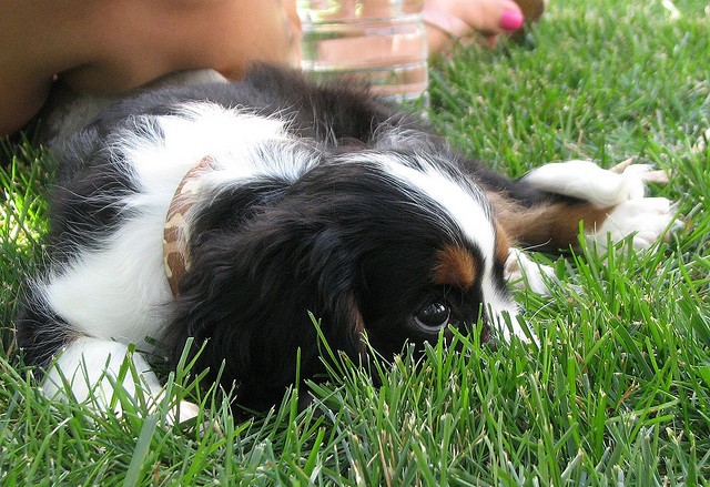 Cucciolo Cavalier King Charles Spaniel